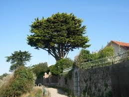 Petit arbre à feuillage persistant et croissance rapide, pourvu de grandes feuilles soyeuses et d'attrayantes grappes de petits fruits orange. Arbre Persistant Lequel Choisir Pour Son Jardin