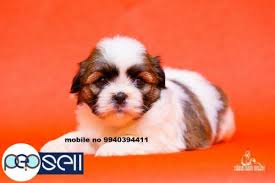 If you are looking to adopt or buy a shih tzu take a look here! Shih Tzu Puppies For Sale In Chennai Chennai Free Classifieds