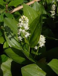 This year (1638) died mr. Canada Mayflower Maianthemum Canadense