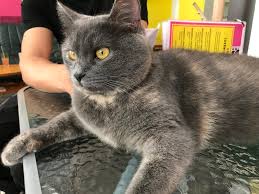 See 2 reviews, articles, and 11 photos of cats & coffee, ranked no.3,646 on tripadvisor among 3,646 attractions in moscow. The Cat Cafes Of Berlin The Neighbor S Cat