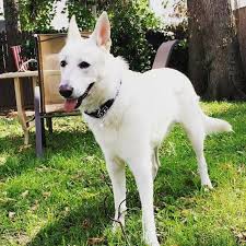 We did not find results for: Duglands German Shepherds Home Facebook