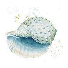 Más que una plataforma de streaming, caracol play es una experiencia única para sus usuarios. Caracol Wall Art Fine Art America