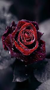 Bulkapothecary.com has been visited by 10k+ users in the past month Dark Red Rose With Water Drops Images