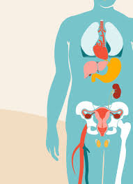 This article looks at female body parts and their functions, and it provides an interactive diagram. The Effects Of Obesity On Your Body