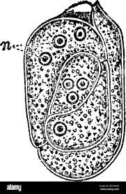 Image result for Stanfieldiella imperforata