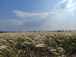 Check spelling or type a new query. Bunga Lalang Jadi Port Baru Ootd Di Kedah Taman Lagenda Padang Serai Makin Popular Remaja