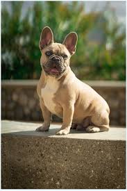 The french bulldog is a sturdy, compact, stocky little dog, with a large square head that has a rounded forehead. Everything You Wanted To Know About Fawn French Bulldog And Were Afraid To Ask Dog Breed