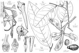 Image result for Xylopia lukei