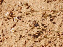 Image result for Polycarpaea prostratum