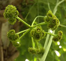 Image result for Menispermaceae