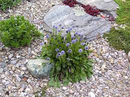 Maybe you would like to learn more about one of these? Rock Gardens Forum Self Sowing Plants In The Rock Garden Garden Org