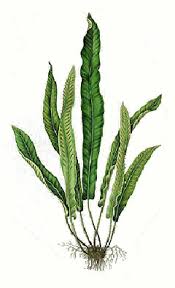 Image result for Asplenium staudtii