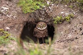 If you find out that an owl is lurking somewhere around your property, make noises. 9 Amazing Owl Facts
