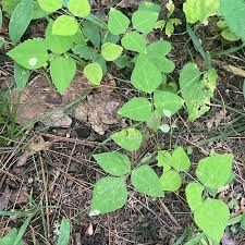 Image result for Amphicarpaea