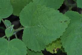 Image result for Tetradenia