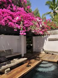 Bougainvillea Cebu Philippines Southeast Asia Asia Photographic Print Luca Tettoni Allposters Com Cebu Bougainvillea Southeast Asia