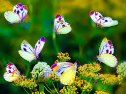 These Colorful Butterflies Look Like Flowers Beautiful Butterflies Butterfly Butterfly Flowers