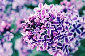 Maybe you would like to learn more about one of these? Lilac Meaning And Symbolism Ftd Com