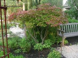 Plantfiles Pictures Japanese Maple Tsuma Gaki Acer Palmatum 6 By Plantaholic186 Japanese Maple Acer Palmatum Trees For Front Yard