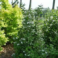 7,000+ vectors, stock photos & psd files. Illuminati Arch Philadelphus Wholesale Liners Spring Meadow Nursery