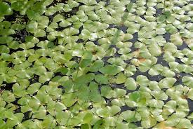 Image result for Marsileaceae