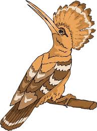 Ежегодно союз охраны птиц россии выбирает птицу года. Udod Upupa Epops Kliparty Udod Udot Klip Art Clipart Birds Parrot Skachat Klipart Besplatnye Kliparty Kollekciya Klipartov Zhivotnye Foto Klipart Pticy
