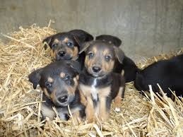 Find the perfect puppy for you and your family. Border Collie X Kelpie Puppies Abergele Conwy Pets4homes Australian Kelpie Dog Available 14 Months Old In Bo Border Collie Kelpie Puppy Australian Kelpie Dog