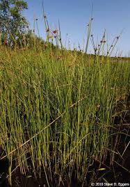 Image result for Schoenoplectus sp.no.3