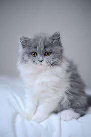 2021's best long hairstyles for men. Pin On Cat Chat Kitten