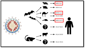 Pathogens Free Full Text Sars Cov 2 And Coronavirus Disease 2019 What We Know So Far Html