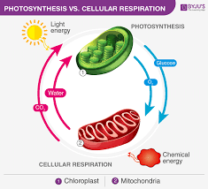 What are the reactants in the equation for cellular respiration? Differences Between Cellular Respiration And Photosynthesis