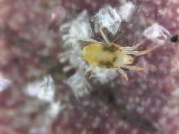 Image result for spotted spider mite