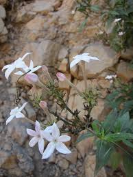 Image result for Microcharis asparagoides