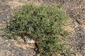 Image result for Suaeda vermiculata