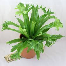 Image result for Asplenium
