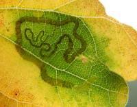 Image result for Stigmella basiguttella