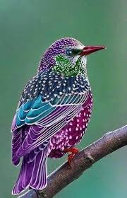 Common Birds Of Cape Cod Purple Bird Beautiful Birds Colorful Birds Most Beautiful Birds