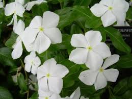 Morning Glories White Gardens Moon Garden White Flowers