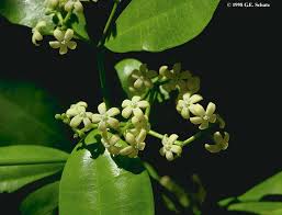 Image result for Secamone retusa