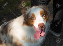 Beautiful, intelligent and hardworking, the blue merle australian shepherd (and generally the australian shepherd breed) is an american hero with. Adorable Red Merle Blue Eyes Aussie Australian Shepherd Puppy Stock Photo Picture And Royalty Free Image Image 129555544