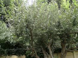 Image result for Searsia leptodictya