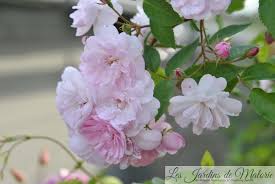 Le pied a des besoins moindres, et la. Cultiver Un Rosier En Pot Les Jardins De Malorie