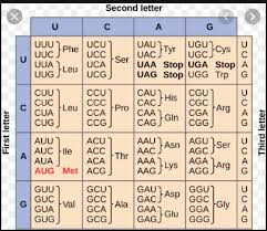 Two methods exist to determine the entire sequence of a protein. Solved Using The Genetic Code Provided Identify The Amino Acid Sequence Using 1 Or 3 Letter Codes Of The Peptide Encoded By The Template Dna Se Course Hero