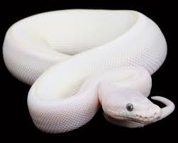 Blue Eyed Leucistic Ball Python Dream Pet Ball Python Snake Lovers Python