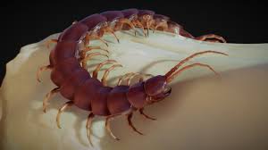 They are nocturnal and remain in Scolopendra Gigantea 3d Model By Rstr Tv Rstr Tv 09ae424
