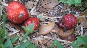 I have given up on planting anything from seed in my garden. Pillbug Control The How Do Gardener