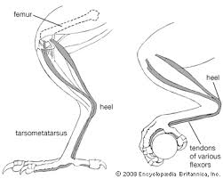 How to dissect a chicken leg chicken legs, muscular system, skeletal system. Anatomy Of Chicken Leg