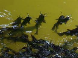 Croix rivers all are known for their excellent. Black Bullhead The Blob Black Catfish Bullhead Monster Fishing