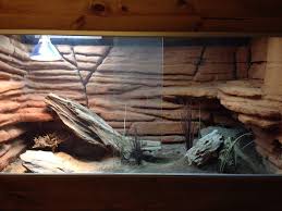 The Bearded Dragon Thread Page 145 Reptile Forums Bearded Dragon Habitat Bearded Dragon Bearded Dragon Care