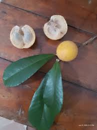 Image result for Pouteria altissima